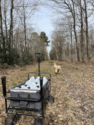 foret-chariot-callie