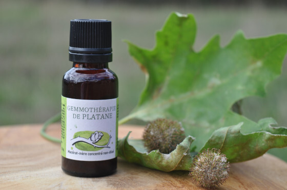 Gemmothérapie-Platane-Disamare.JPG
