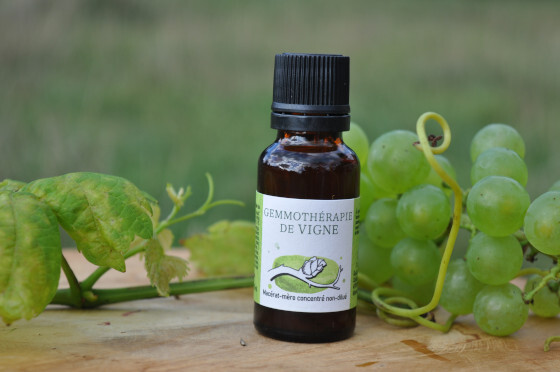 Gemmothérapie-Vigne-Disamare.JPG