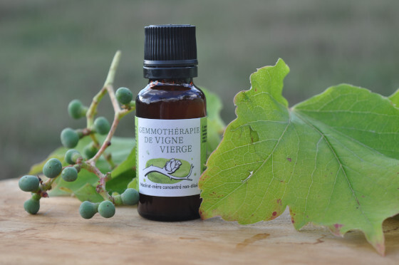 Gemmothérapie-Vigne vierge-Disamare.JPG