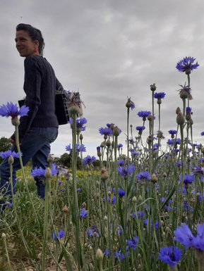 disamare_plante_3